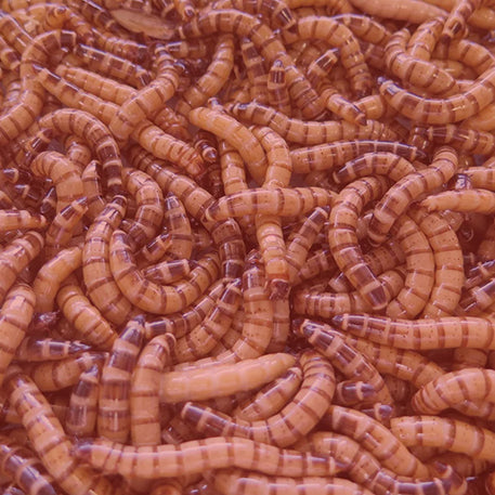 Beta-Carotene Superworms