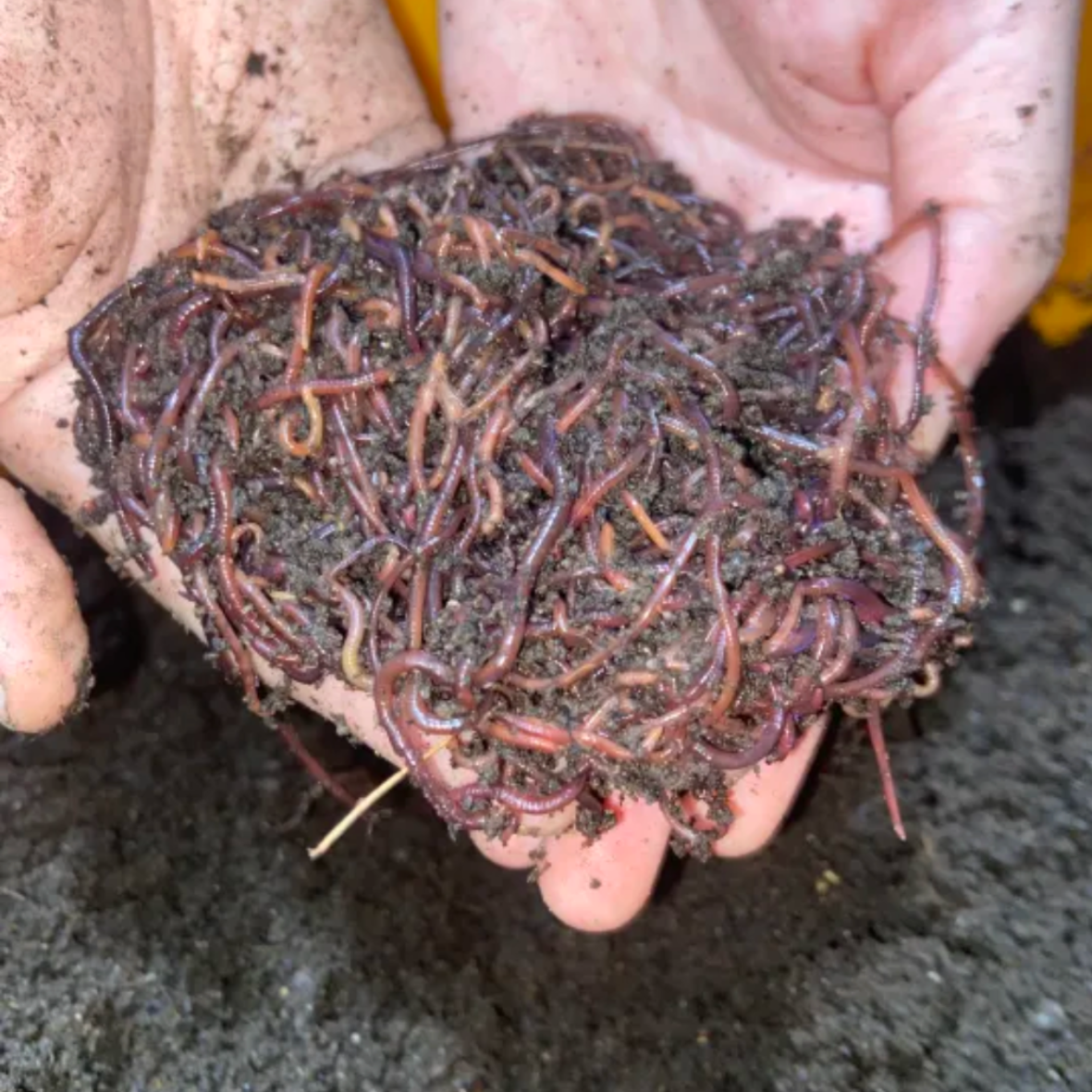 Malaysian Blue Worms