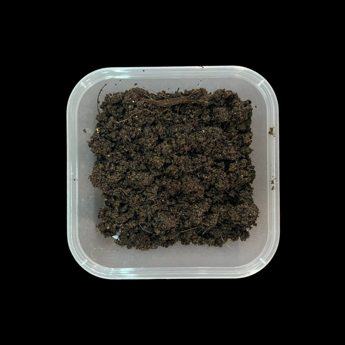 Malaysian Blue Worms