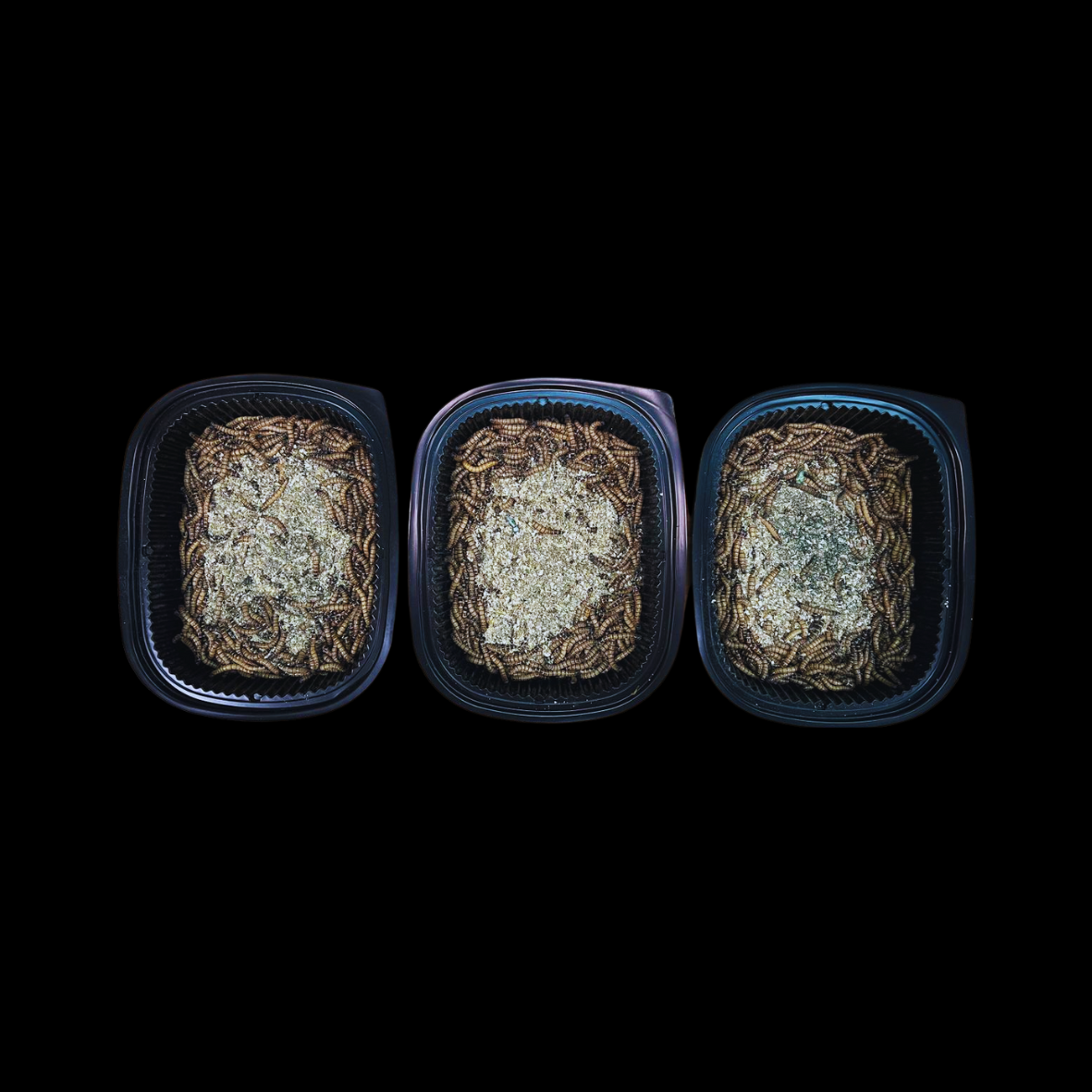 Spirulina Superworms