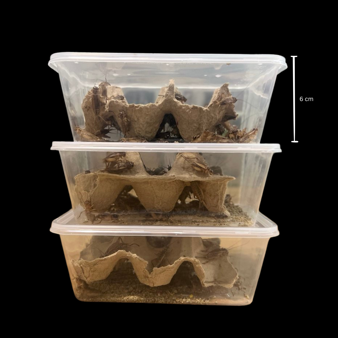 Vitamin C Adult Crickets