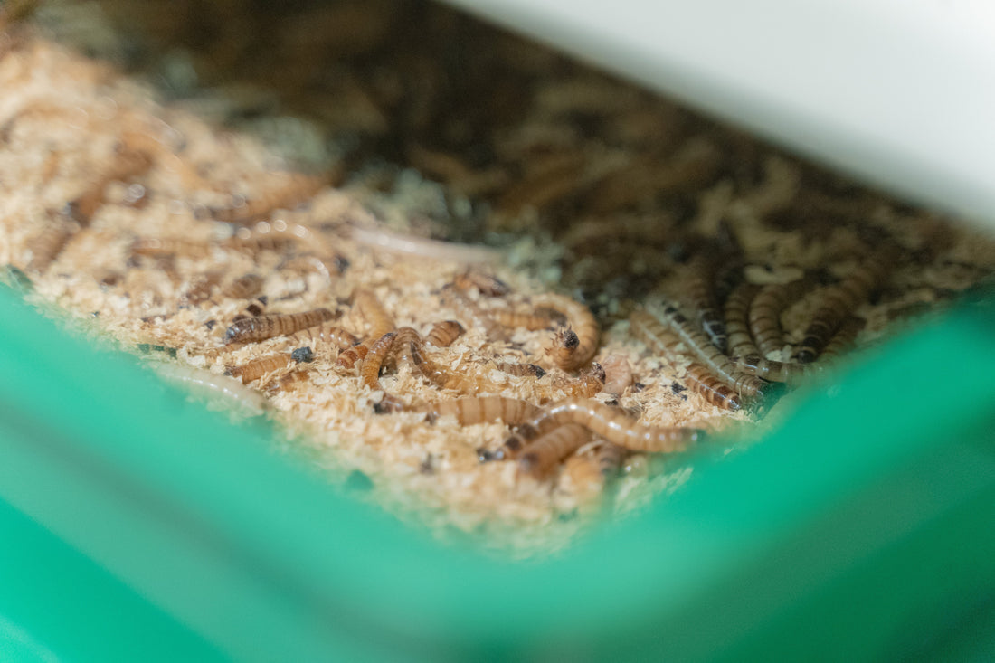What Happens to Feeders After You Bring Them Home