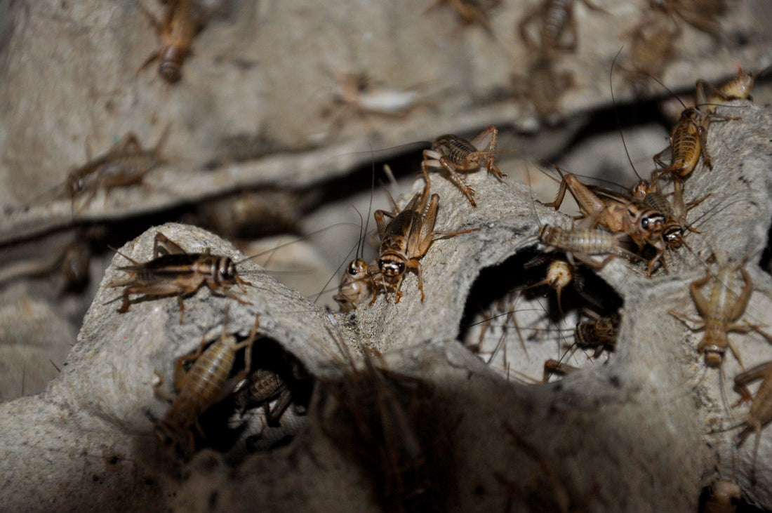 How to Keep Live Feeders Alive Longer