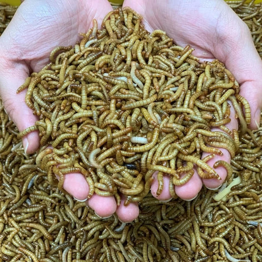 Mealworms VS Superworms