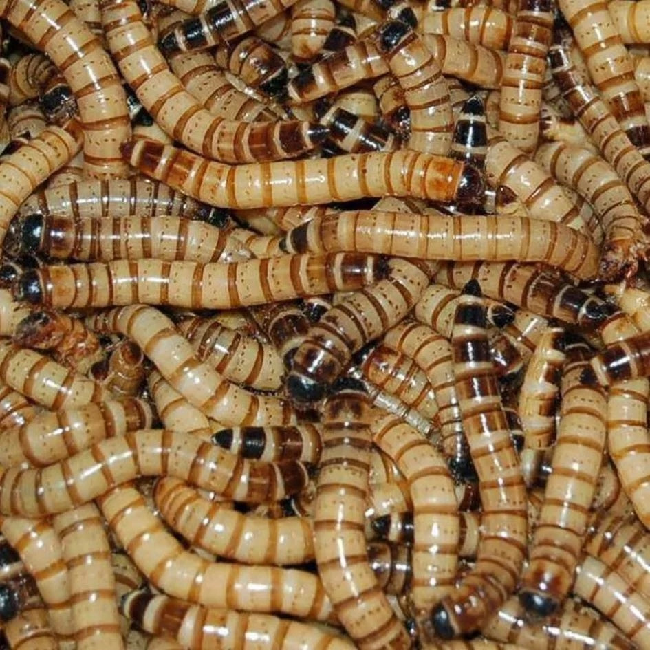 Superworms in a Changing World: What Keepers Are Starting to Notice