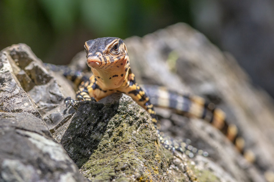 How Often Should You Feed Your Reptile?