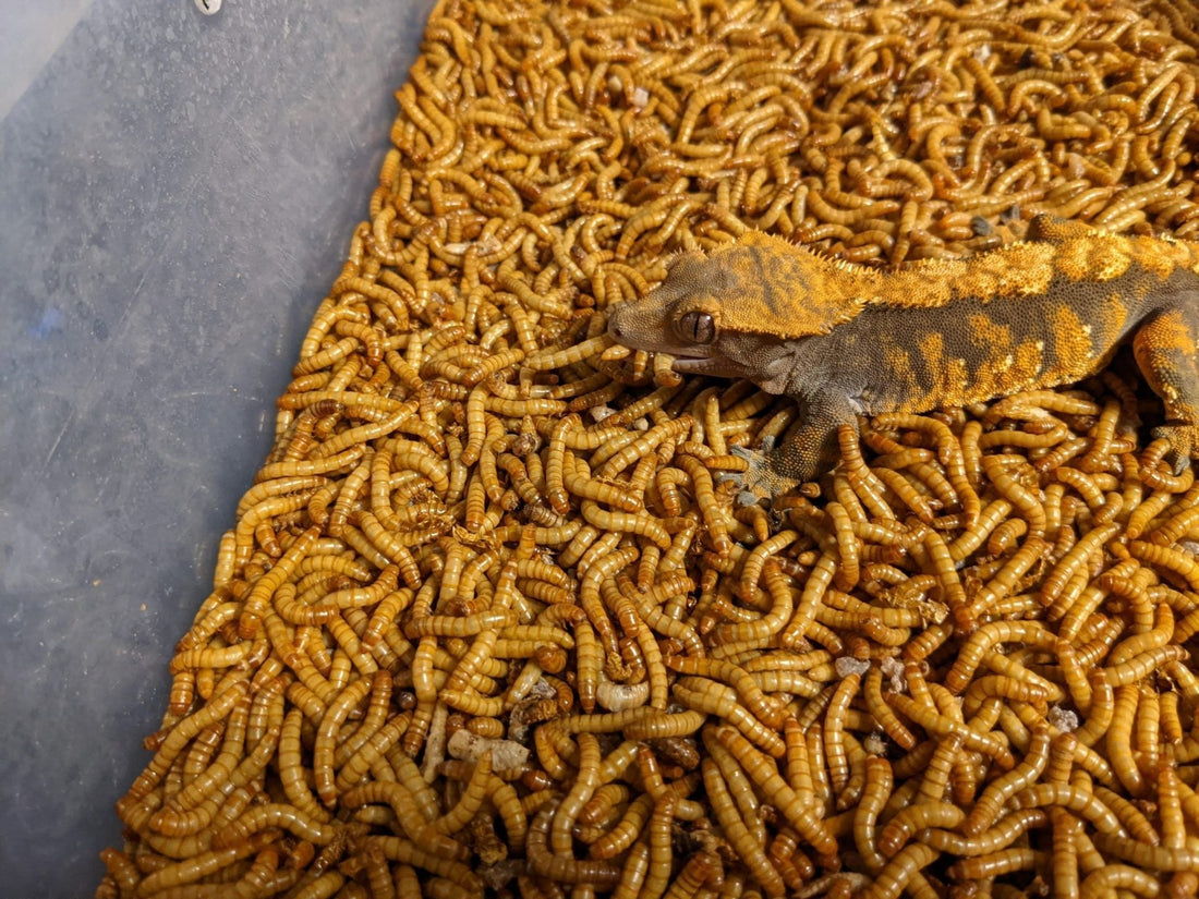 Why Some Reptiles Are Picky Eaters