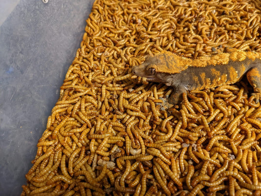 Why Some Reptiles Are Picky Eaters