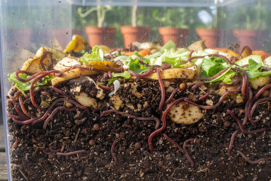 Vermicomposting