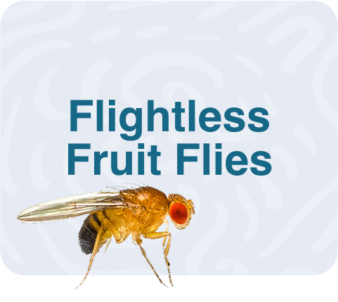 Flightless Fruit Flies