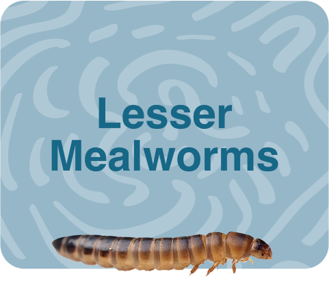 Lesser Mealworms