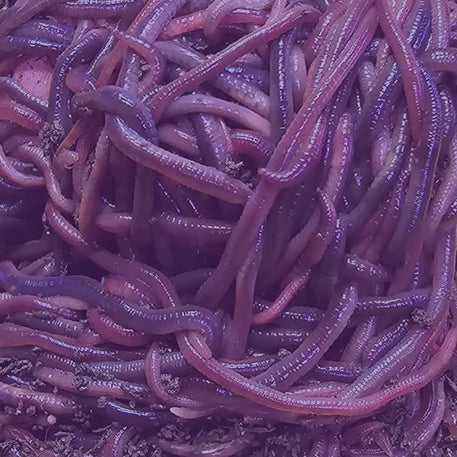 Malaysian Blue Worms
