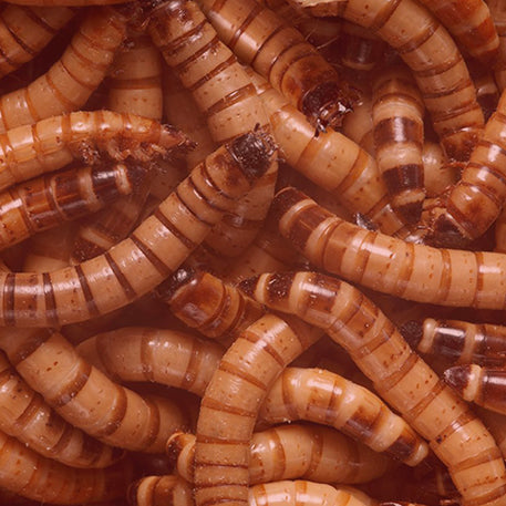 Standard Superworms