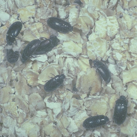Lesser Mealworms