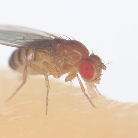 Melanogaster