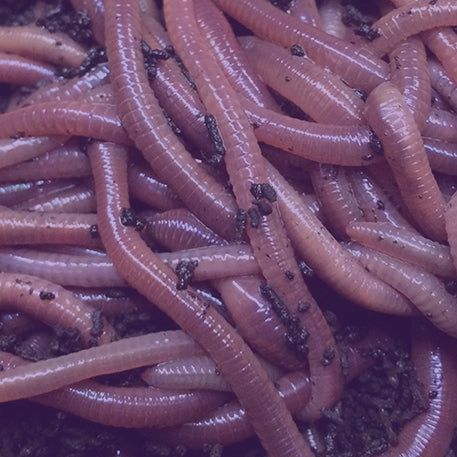 African Night Crawlers