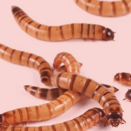 Spirulina Superworms