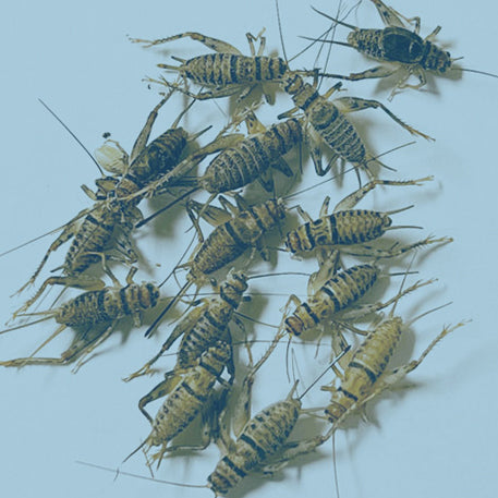 VitC Crickets
