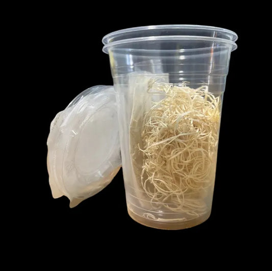 Flightless Fruit Flies Culture Starter Kit (No Flies)