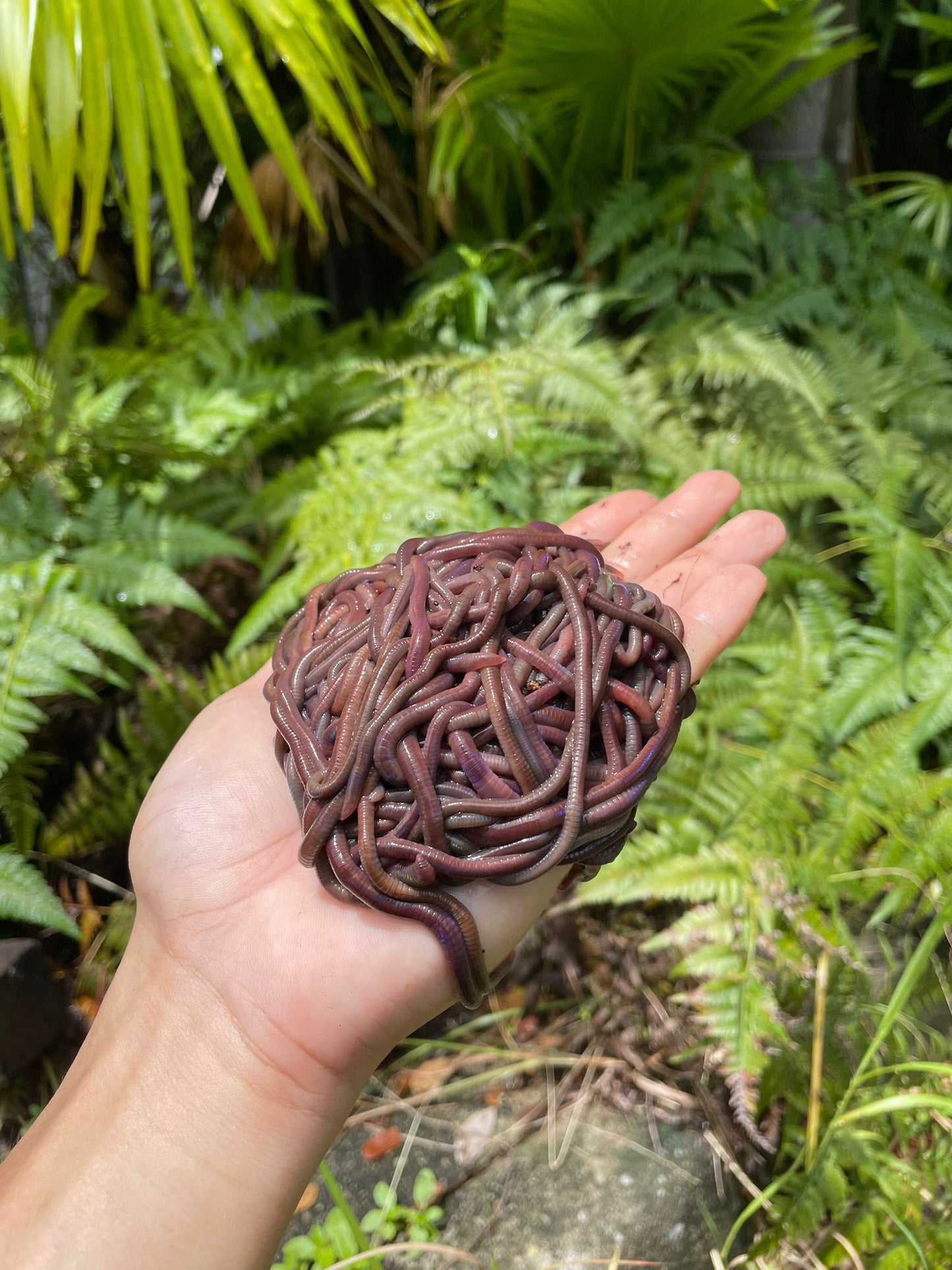 FLASH SALE - 150 Pieces African Nightcrawler Earthworms