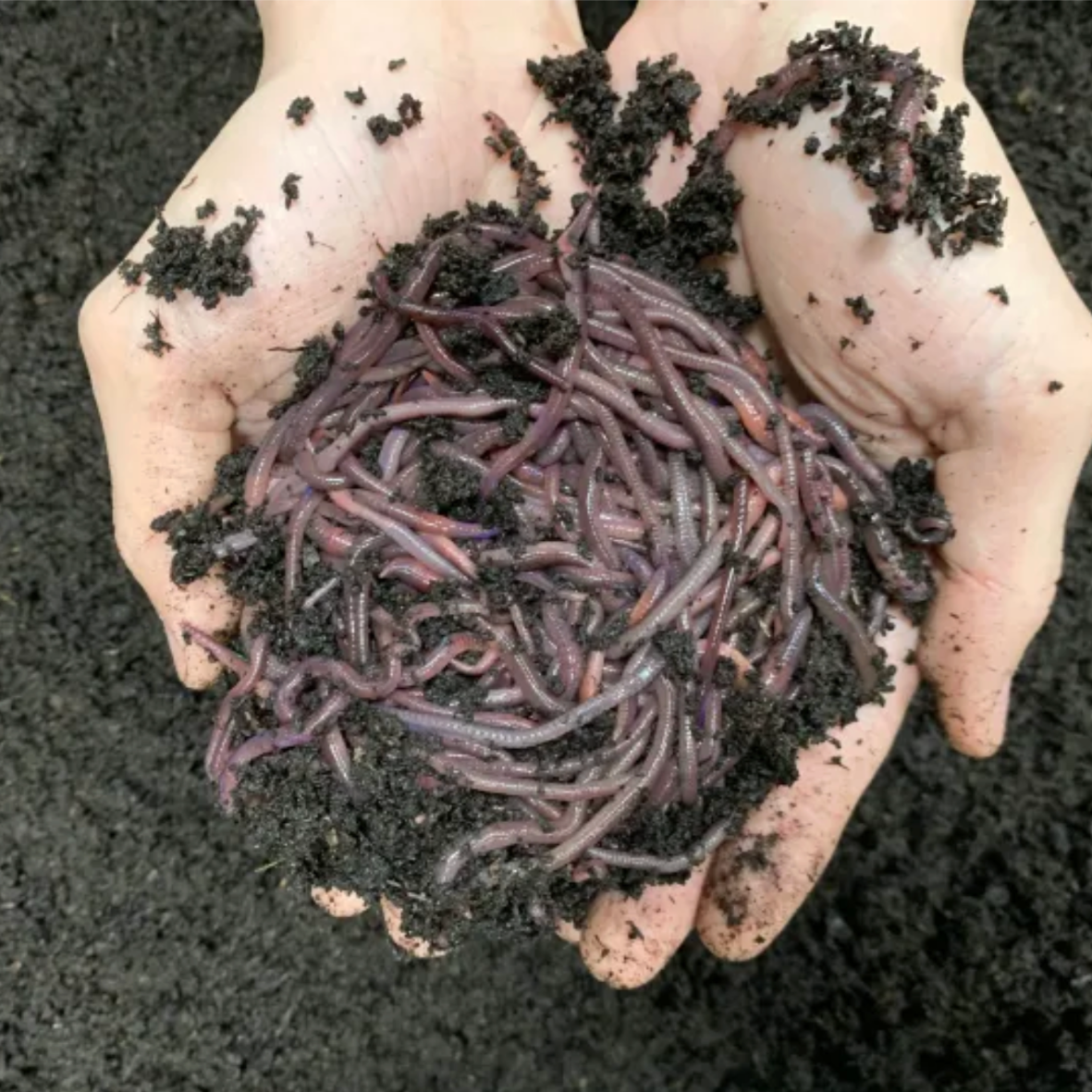 African Night Crawlers