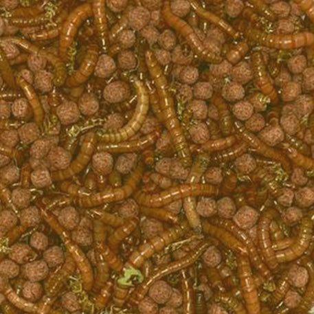 Beta-Carotene Mealworms