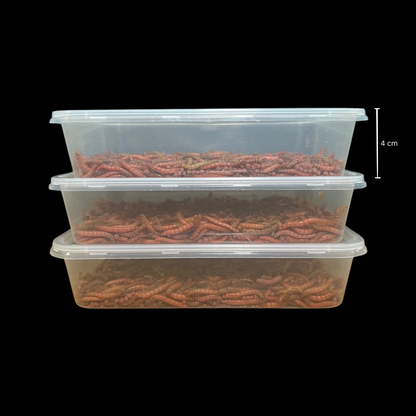 Beta-Carotene Mealworms