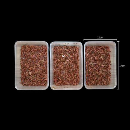 Beta-Carotene Mealworms