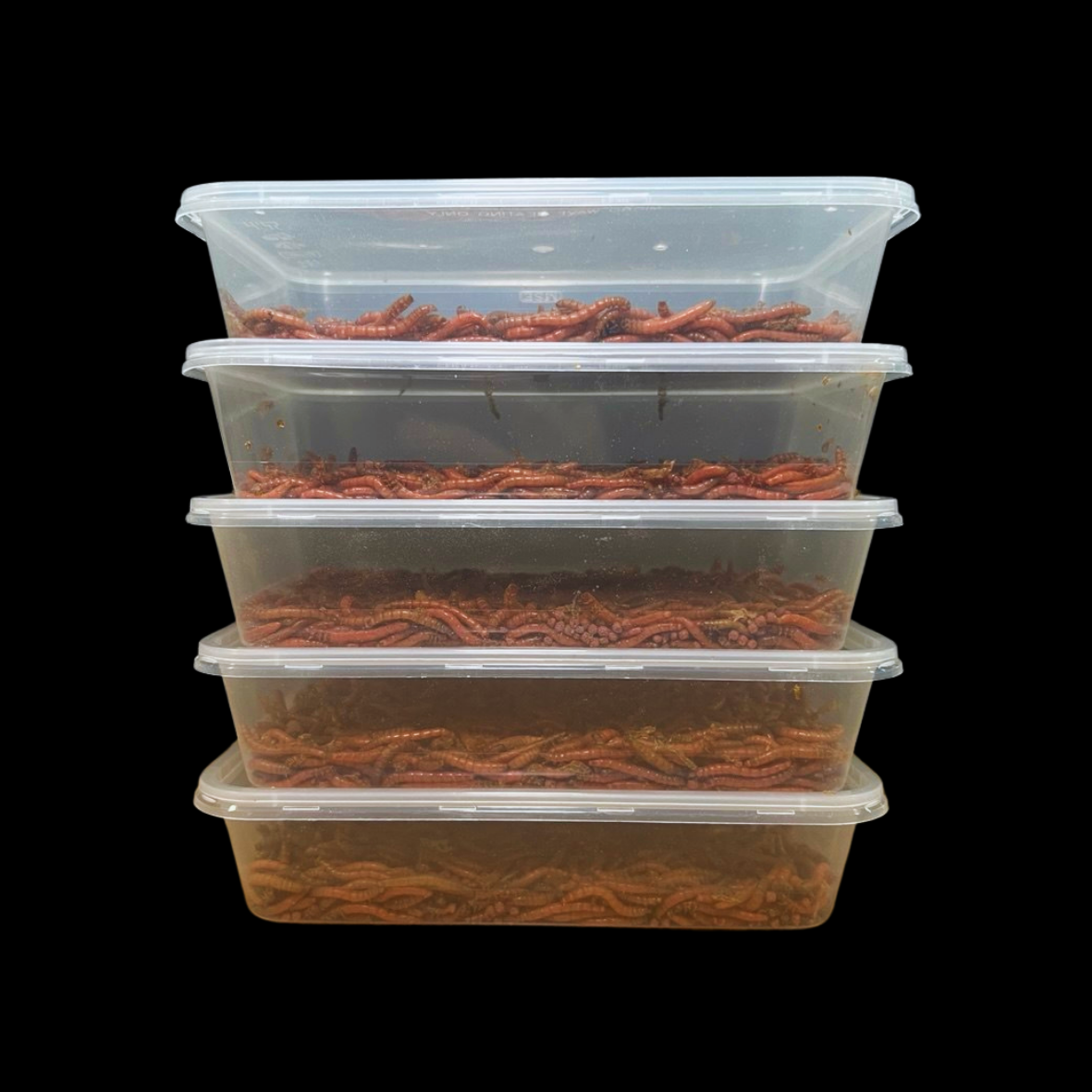 Beta-Carotene Mealworms