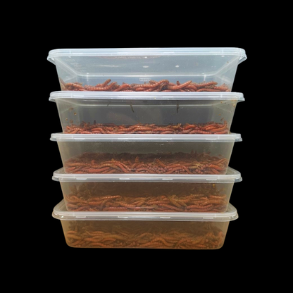 Beta-Carotene Mealworms