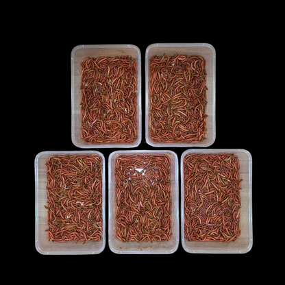 Beta-Carotene Mealworms