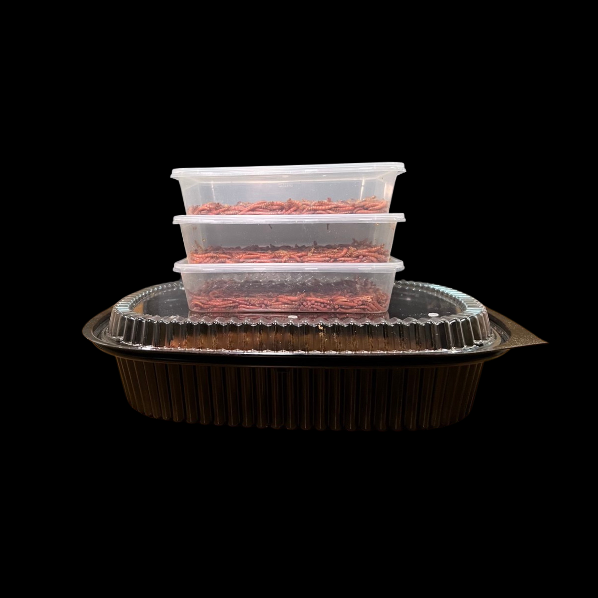 Beta-Carotene Mealworms