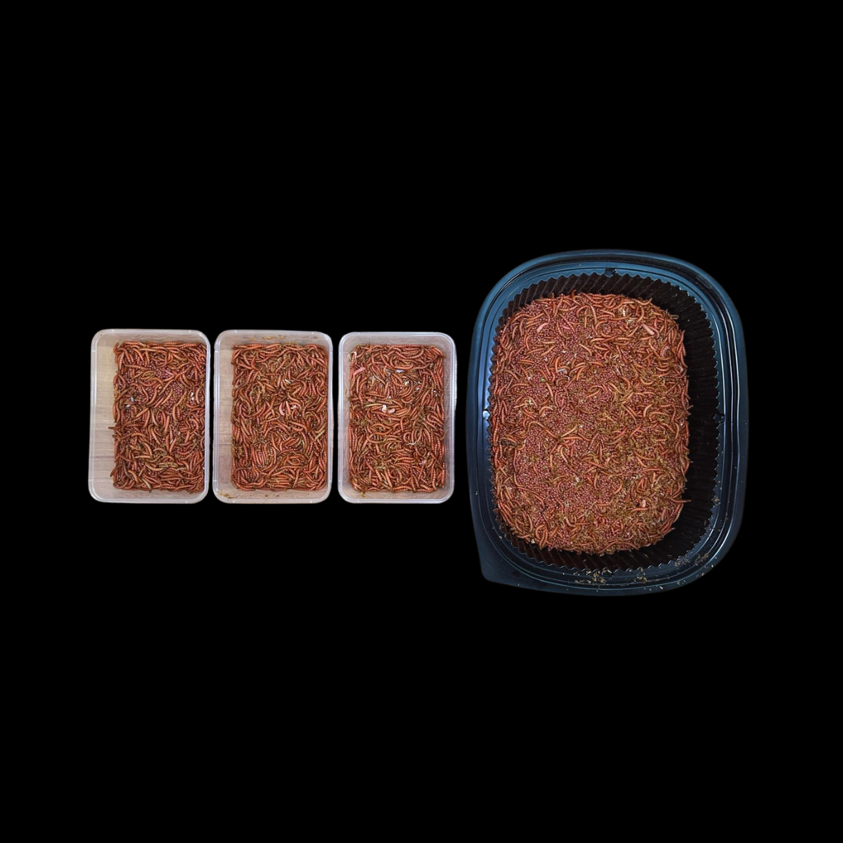 Beta-Carotene Mealworms