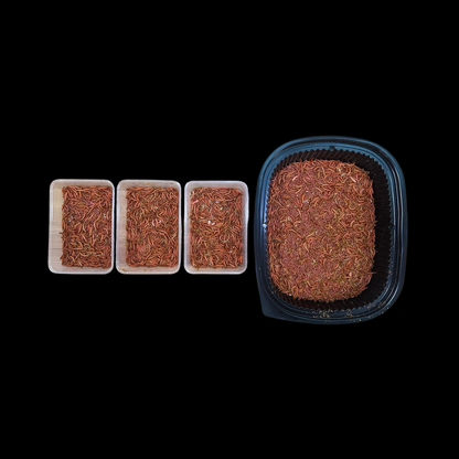 Beta-Carotene Mealworms