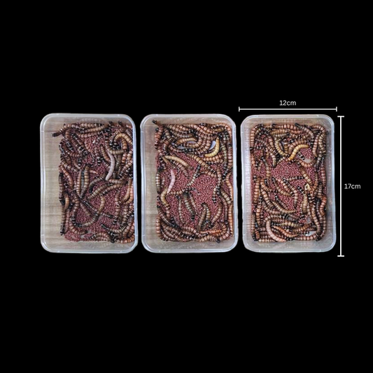 Beta-Carotene Superworms