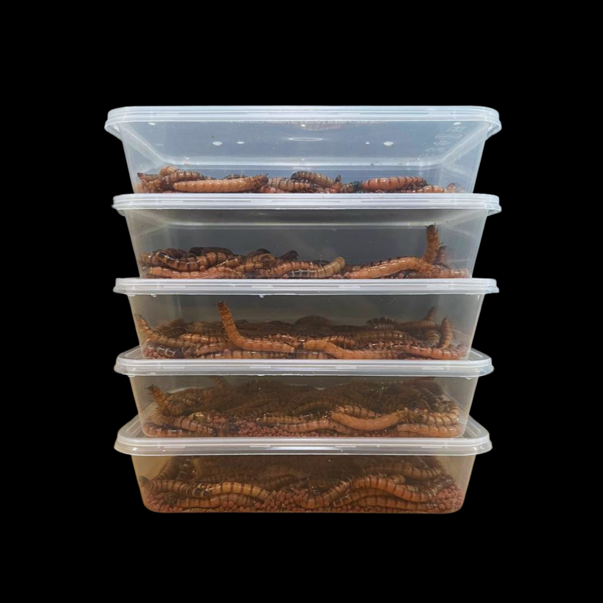 Beta-Carotene Superworms