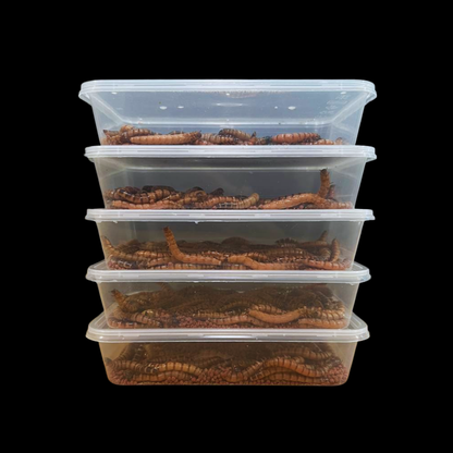 Beta-Carotene Superworms