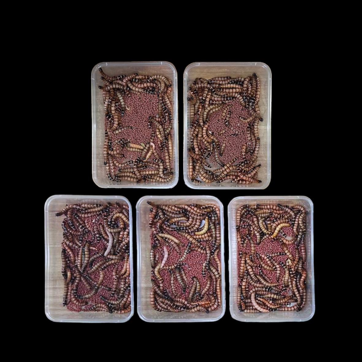 Beta-Carotene Superworms