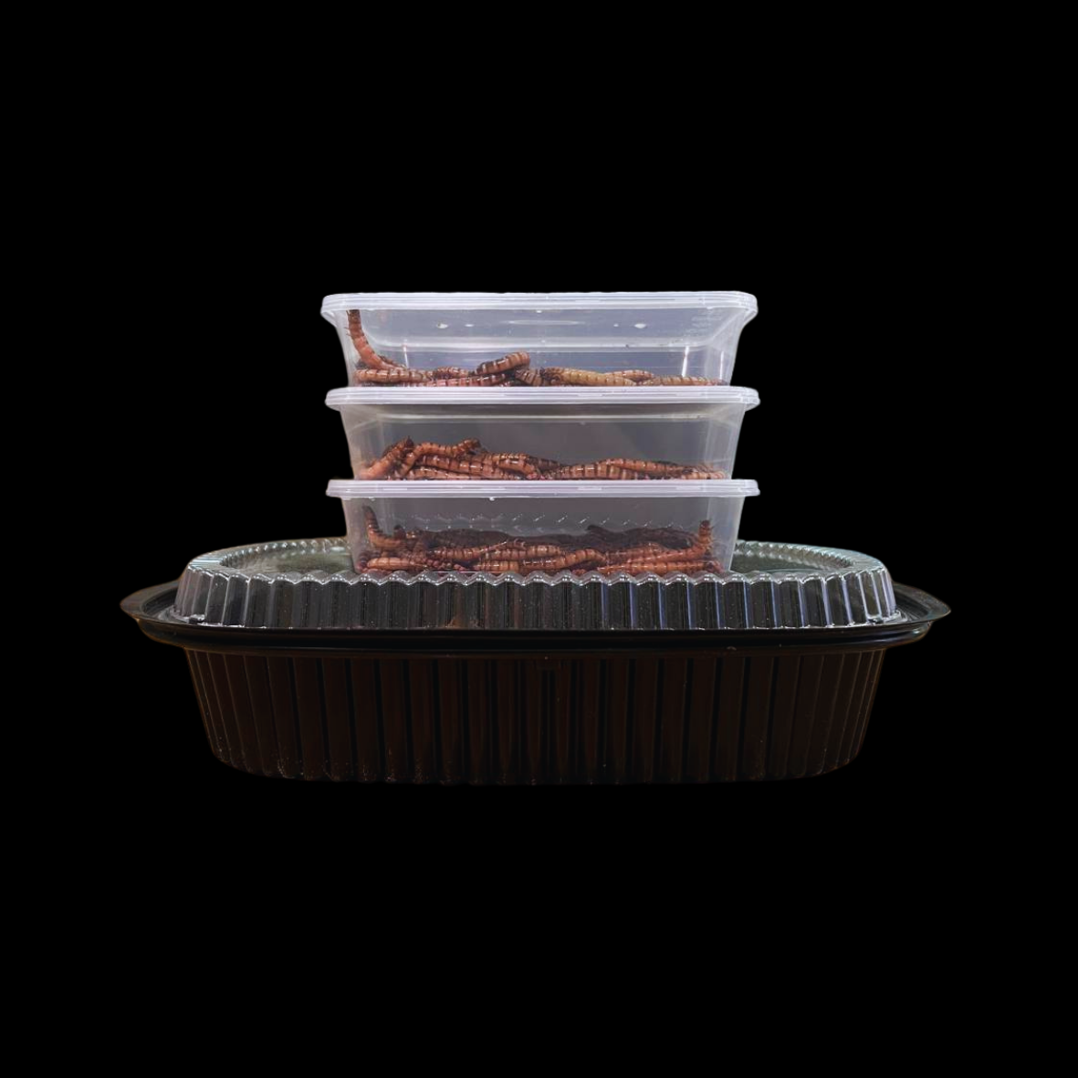 Beta-Carotene Superworms