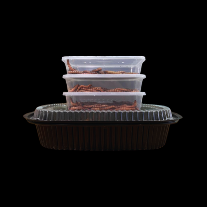 Beta-Carotene Superworms