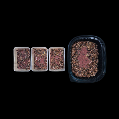 Beta-Carotene Superworms