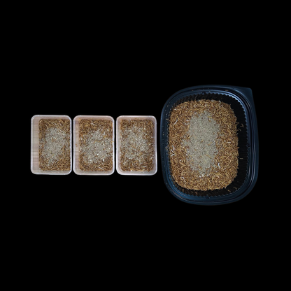 Calcium+ Mealworms