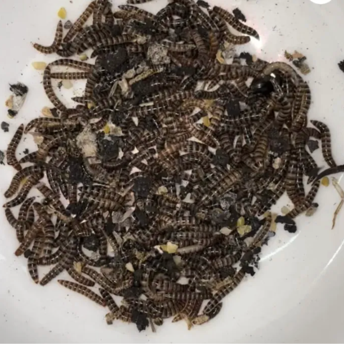 Lesser Mealworm Culture
