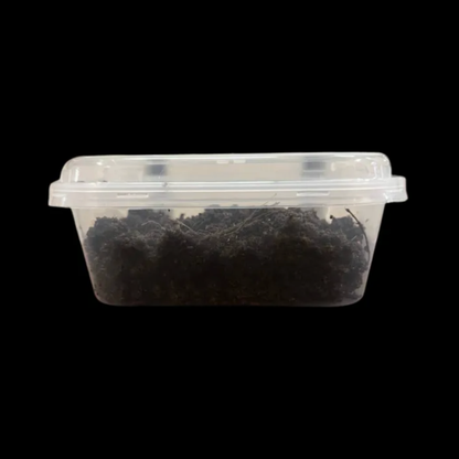 Malaysian Blue Worms