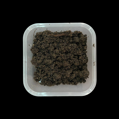 Malaysian Blue Worms