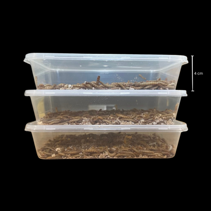 Standard Mealworms