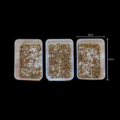 Standard Mealworms