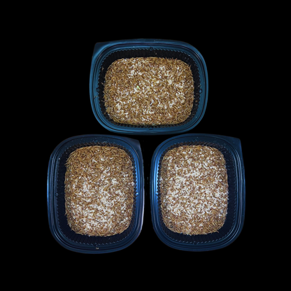 Standard Mealworms