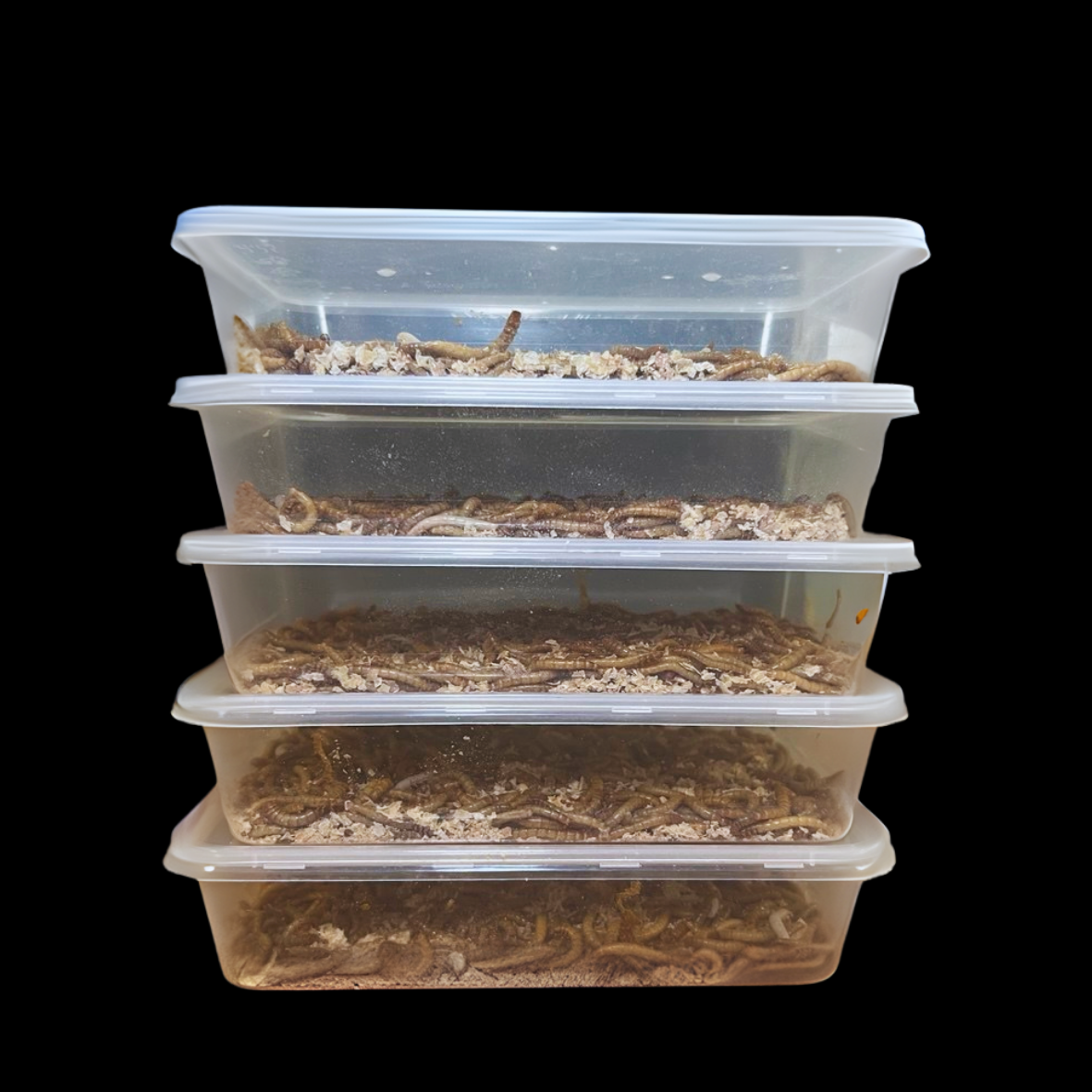 Standard Mealworms