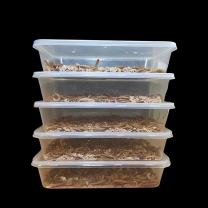 Standard Mealworms
